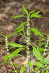 Pennsylvania pellitory